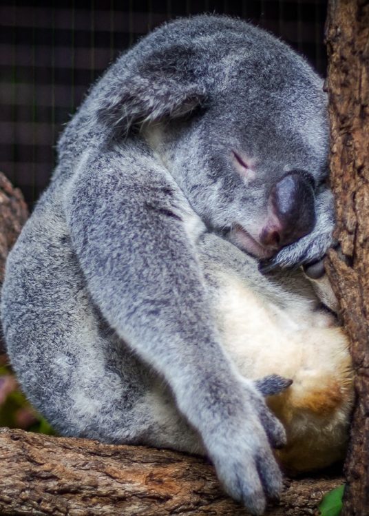 sleepy-panda sleepy-panda